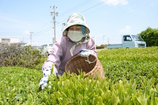 【早め掲載】Sハイナン　大石彩加　中原茶工場初稼働